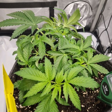 WW #1 growlog timeline photo