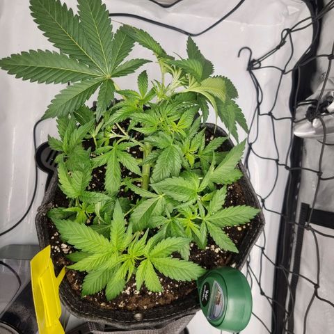 WW #1 growlog timeline photo