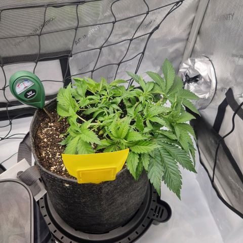 WW #1 growlog timeline photo