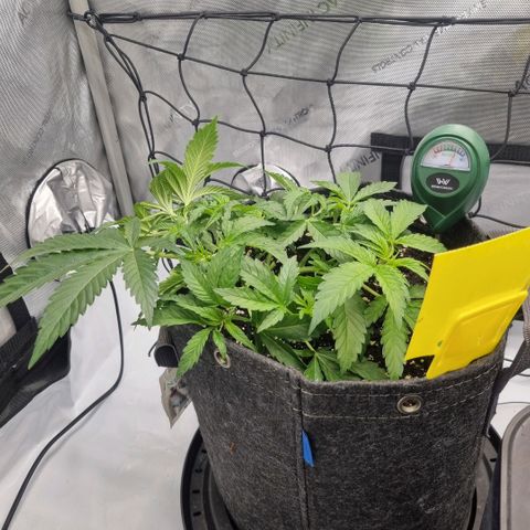 WW #1 growlog timeline photo