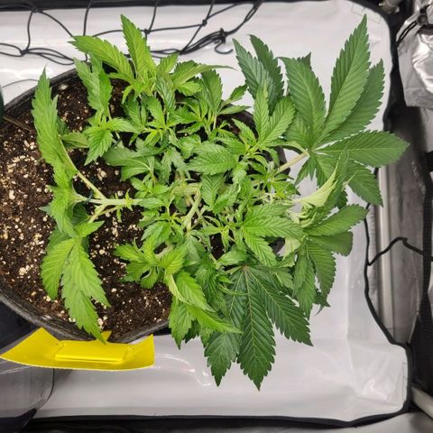 WW #1 growlog timeline photo