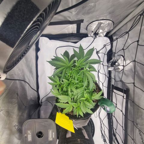 WW #1 growlog timeline photo