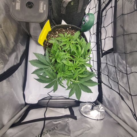 WW #1 growlog timeline photo
