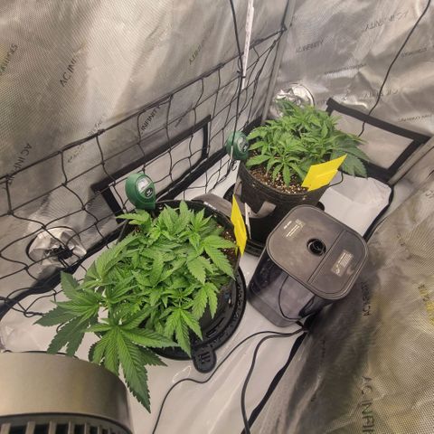 WW #1 growlog timeline photo