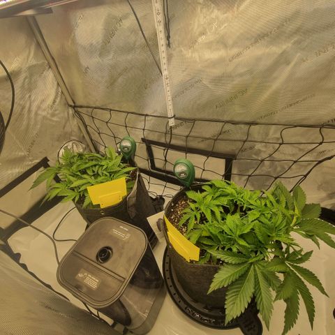 WW #1 growlog timeline photo