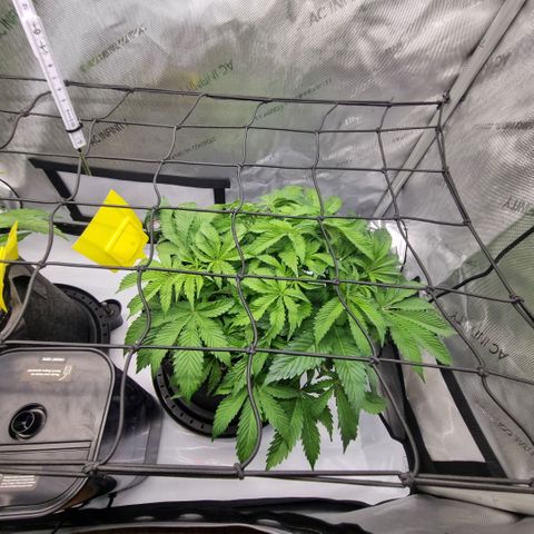 WW #1 growlog timeline photo