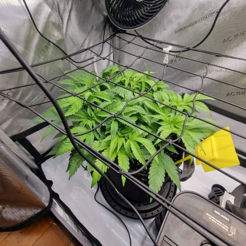 WW #1 growlog timeline photo