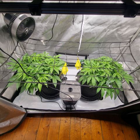 WW #1 growlog timeline photo