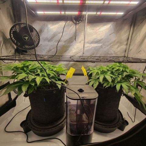 WW #1 growlog timeline photo