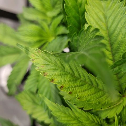 WW #1 growlog timeline photo