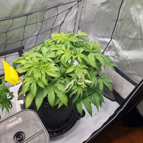 WW #1 growlog timeline photo