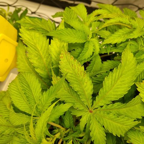 WW #1 growlog timeline photo
