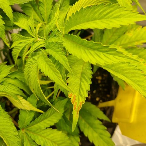 WW #1 growlog timeline photo