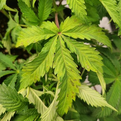 WW #1 growlog timeline photo