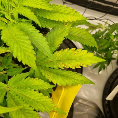 WW #1 growlog timeline photo