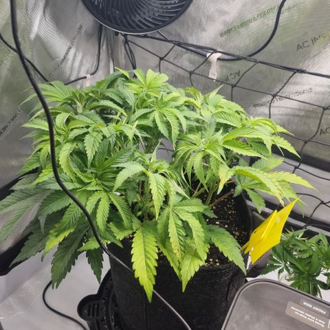 WW #1 growlog timeline photo