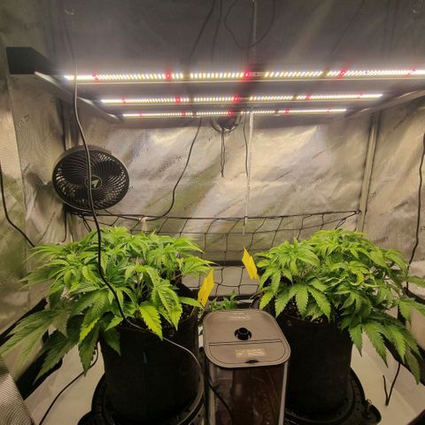 WW #1 growlog timeline photo