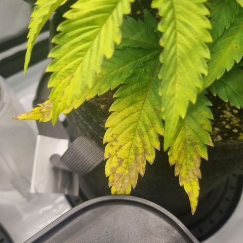 WW #1 growlog timeline photo