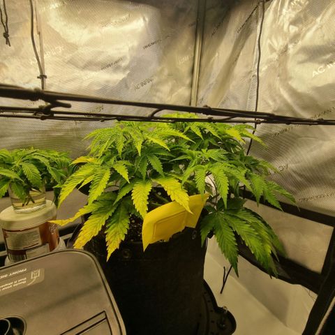WW #1 growlog timeline photo