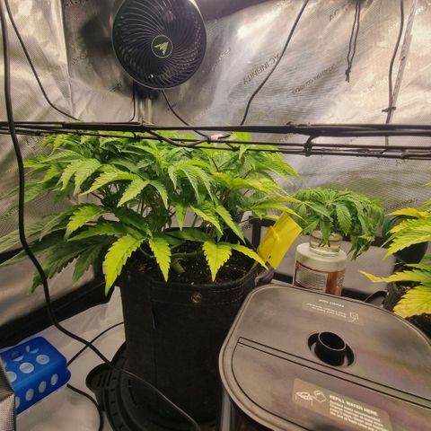 WW #1 growlog timeline photo