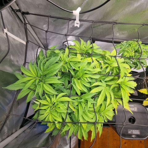WW #1 growlog timeline photo