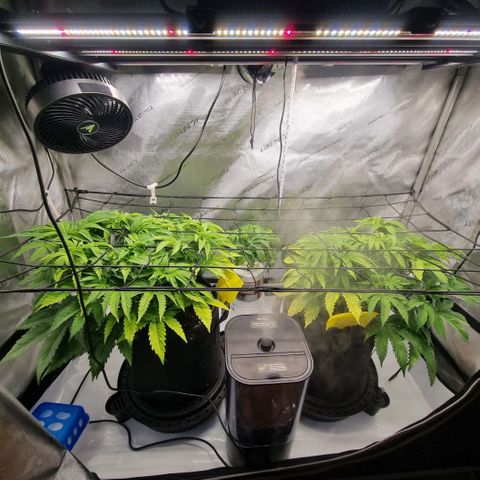 WW #1 growlog timeline photo