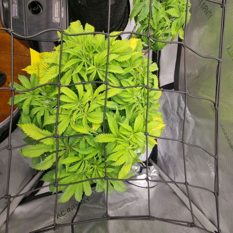 WW #1 growlog timeline photo
