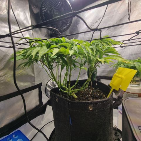 WW #1 growlog timeline photo