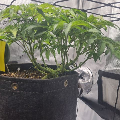 WW #1 growlog timeline photo