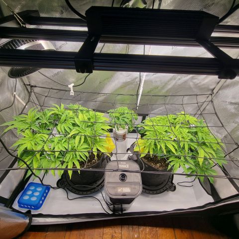 WW #1 growlog timeline photo