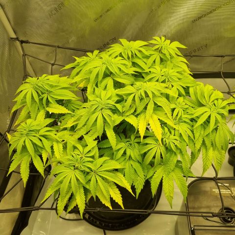 WW #1 growlog timeline photo