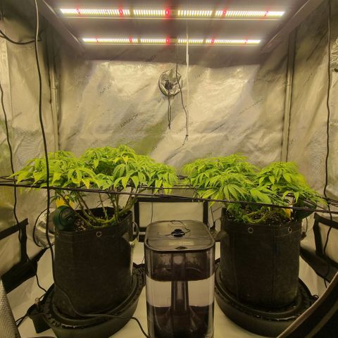 WW #1 growlog timeline photo