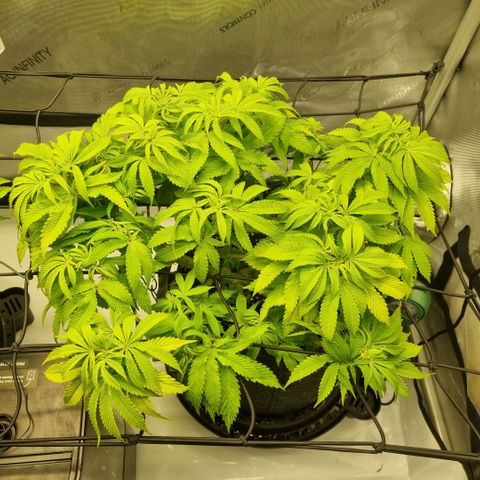 WW #1 growlog timeline photo