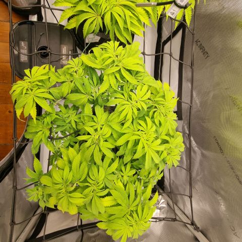 WW #1 growlog timeline photo