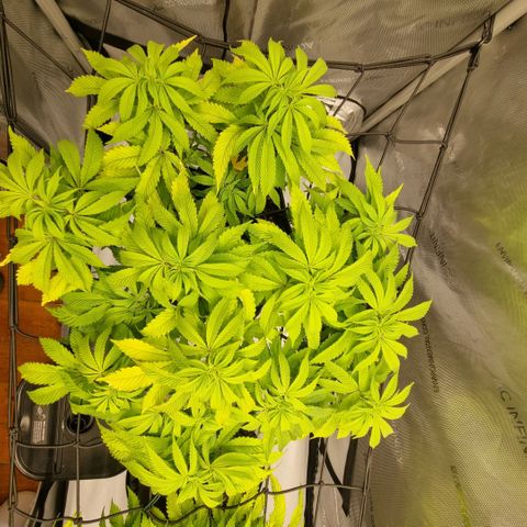 WW #1 growlog timeline photo