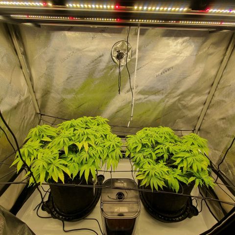 WW #1 growlog timeline photo