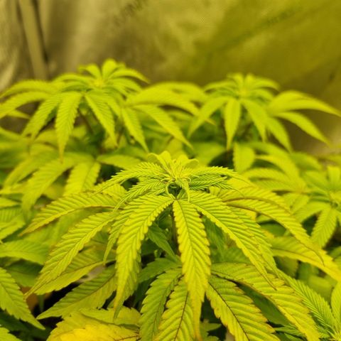 WW #1 growlog timeline photo