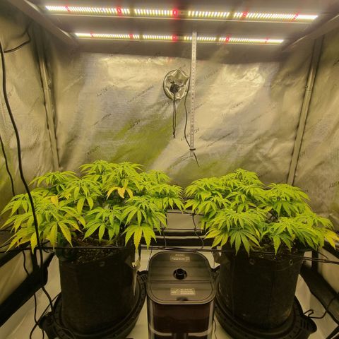 WW #1 growlog timeline photo