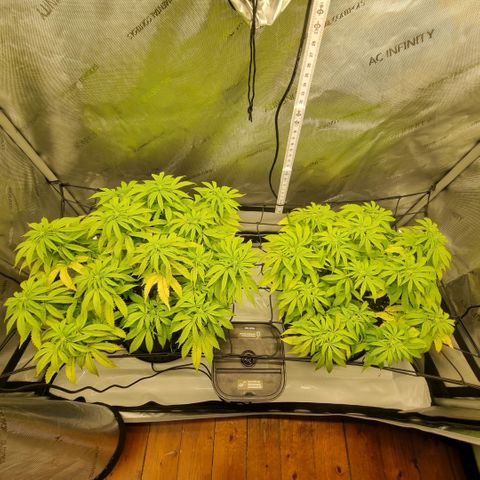 WW #1 growlog timeline photo