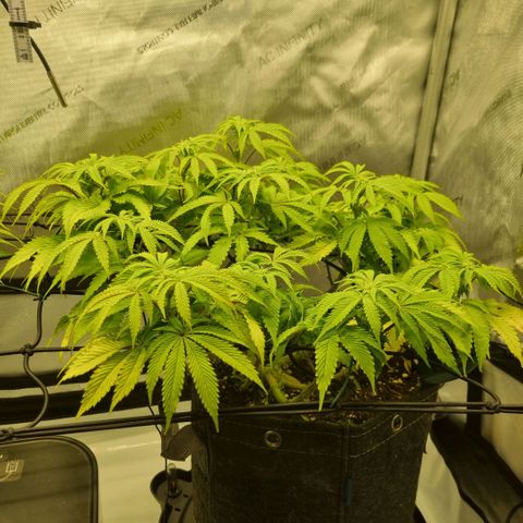 WW #1 growlog timeline photo