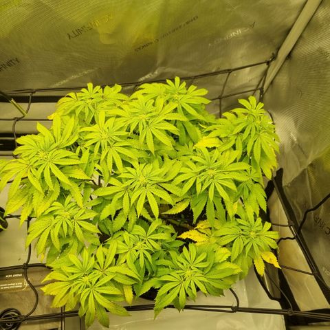 WW #1 growlog timeline photo