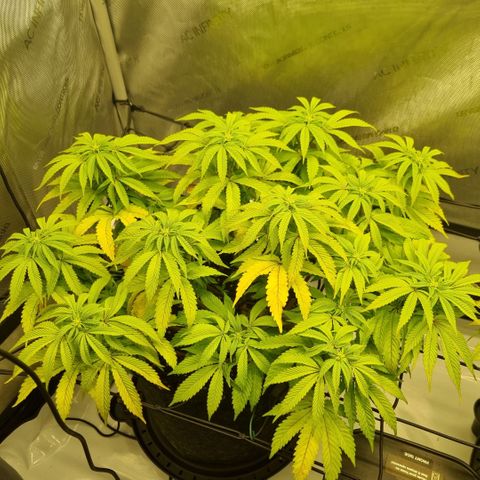 WW #1 growlog timeline photo