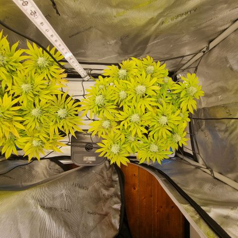 WW #1 growlog timeline photo