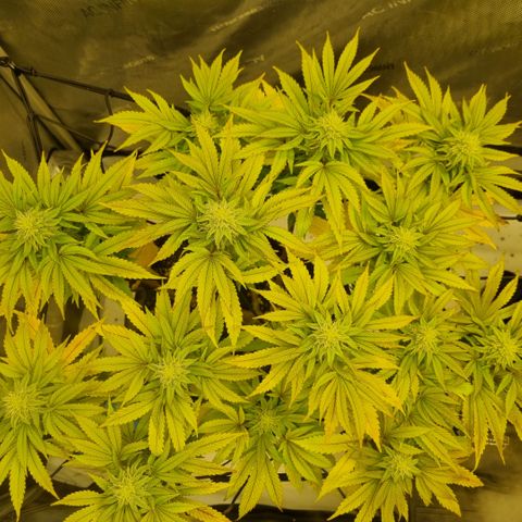 WW #1 growlog timeline photo