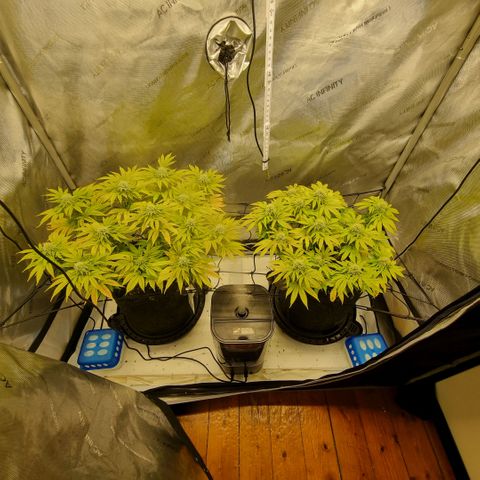 WW #1 growlog timeline photo