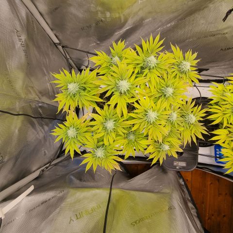 WW #1 growlog timeline photo