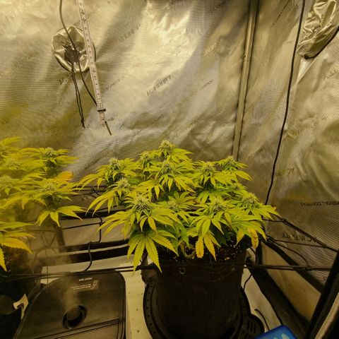 WW #1 growlog timeline photo