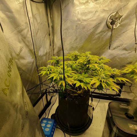 WW #1 growlog timeline photo