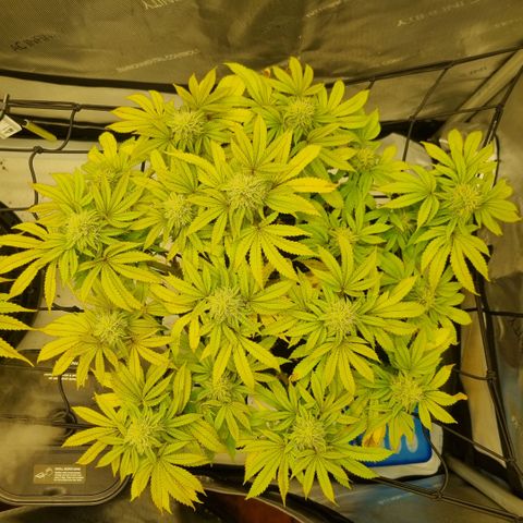 WW #1 growlog timeline photo
