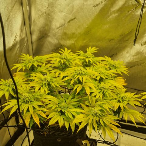 WW #1 growlog timeline photo